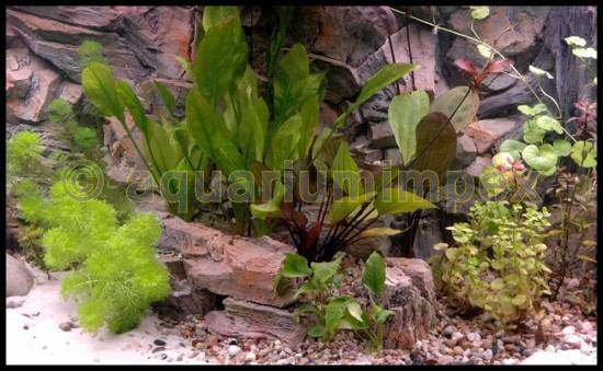 Aquarium 3 D Rückwand S. Felsen Wurzel 100x50 cm 100 3D